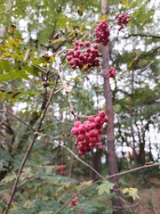 Sorbus aucuparia