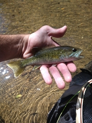 Micropterus warriorensis