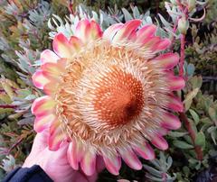Protea sulphurea
