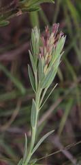 Gnidia gymnostachya