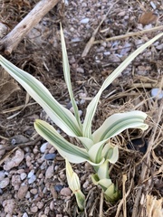 Arundo donax versicolor