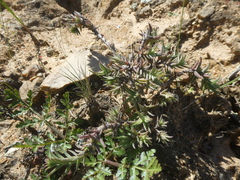 Crassula scabra