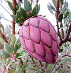 Protea sulphurea