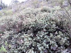 Protea sulphurea