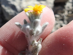 Thymophylla micropoides