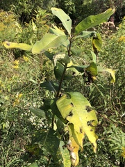 Asclepias syriaca