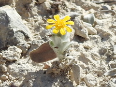 Thymophylla micropoides