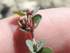 Euphorbia cinerascens