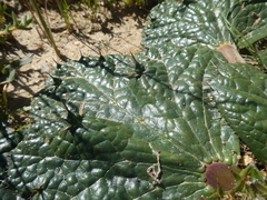 Arctopus echinatus