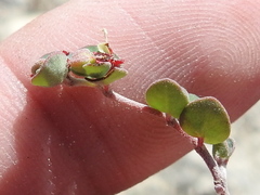 Euphorbia cinerascens
