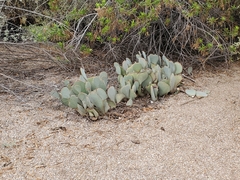 Opuntia