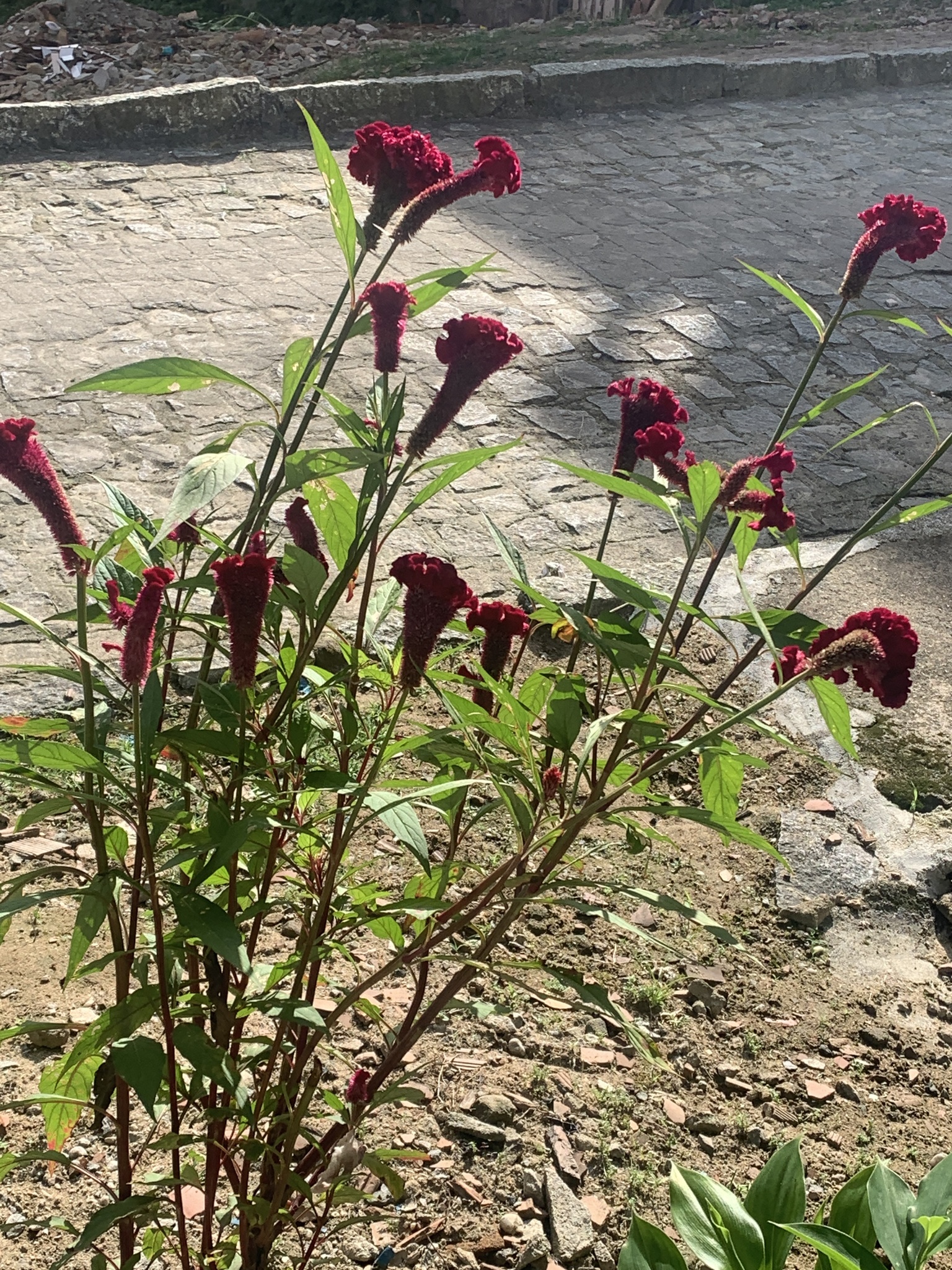 Celosia argentea