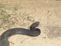 Vipera nikolskii