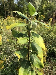 Asclepias syriaca