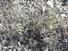 Euphorbia cinerascens