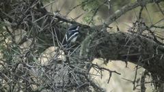 Batis molitor molitor