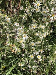 Symphyotrichum lanceolatum