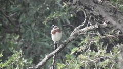 Batis molitor molitor