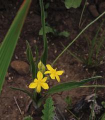 Hypoxis interjecta