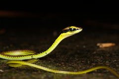 Dendrelaphis formosus
