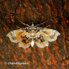Musotima suffusalis
