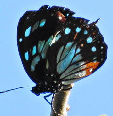 Charaxes wakefieldi