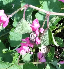Bombus impatiens image