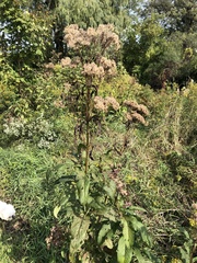 Eutrochium maculatum