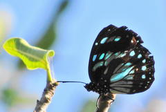 Charaxes wakefieldi