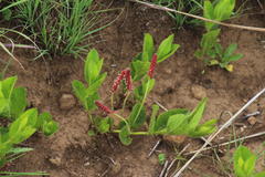 Acalypha angustata