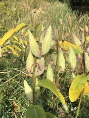 Asclepias syriaca