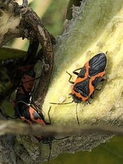 Lygaeus kalmii