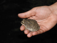 Duttaphrynus stomaticus