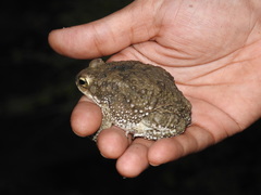 Duttaphrynus stomaticus