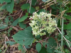 Hydrangea arborescens