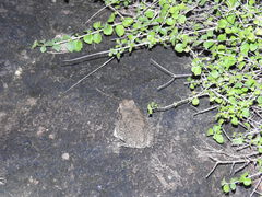 Duttaphrynus stomaticus