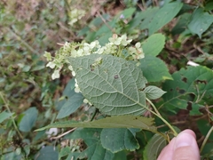 Hydrangea arborescens