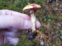 Cortinarius metarius