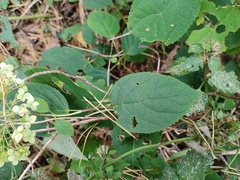 Hydrangea arborescens