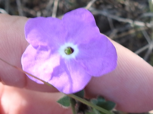 Image of Hunzikeria texana by (c) Sam Kieschnick, some rights reserved (CC BY)