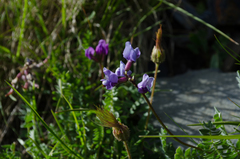 Oxytropis neglecta