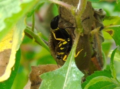 Sceliphron fistularium