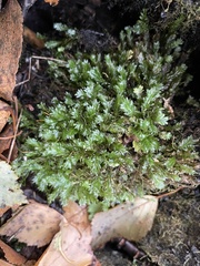 Fissidens osmundioides