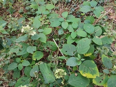 Hydrangea arborescens