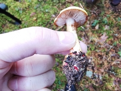 Cortinarius metarius