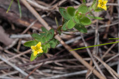 Gnidia humilis