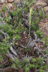 Dianthus micropetalus