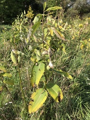 Asclepias syriaca