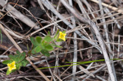 Gnidia humilis