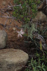 Dianthus micropetalus